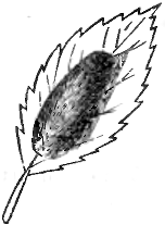 Рис. 4. Кучка яицъ золотохвостаго шелкопряда въ естественную величину.
