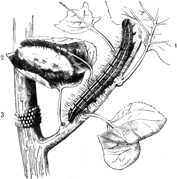 Рис. 7. Гусеница (1), коконъ (2) и яички (3) кольцепряда въ естественную
величину.